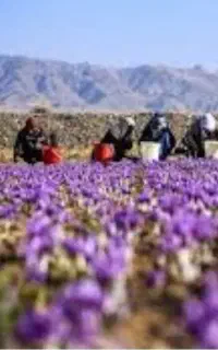 رسیدن به برداشت ۸کیلو  زعفران در هر هکتار