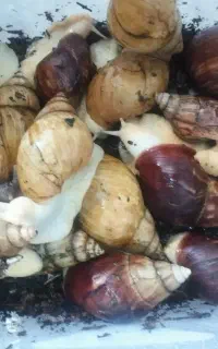 حلزون