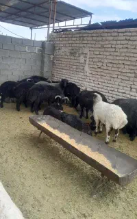 فروش ۱۴ عدد بره نر جفتی ۱۲۰تا