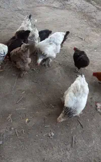 فروش مرغ و خروس
