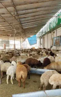 دامداری سید گوسفند با ارسال ۲۴ ساعته رایگان