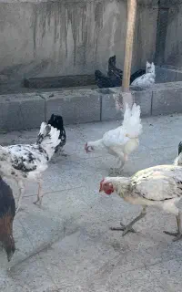 خروس گلین اصل