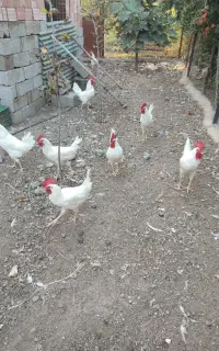خروس طبیعی سفید چاق و چله