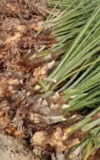 نهال قصب