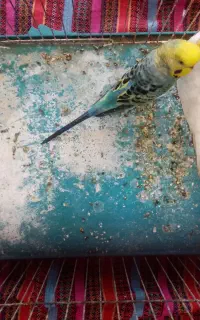 جفت مرغ عشق عالی