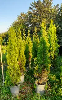 لاوسون سطل زباله