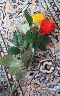 گل  ربانی