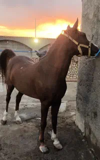 مادیان ۵ساله