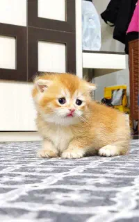 بچه گربه اسکاتیش و بیرتیش کد ۱۲