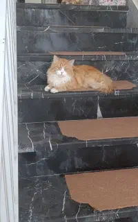 واگذاری گربه