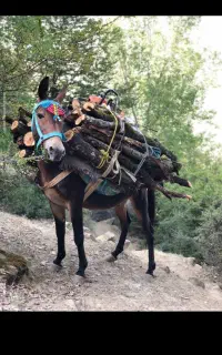 فروش قاطر جوان