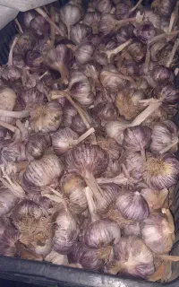 سیر بذری و معمولی برای ترشی