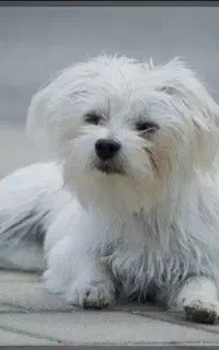 سگ پا کوتاه