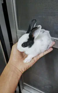 بچه خرگوش فروشی
