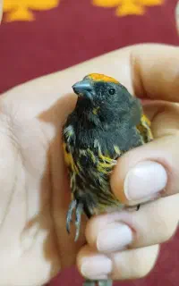 گلبسر ‌‌قناری