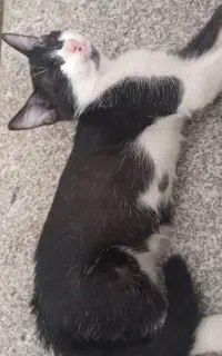 گربه
