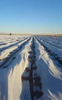 فوم ضد سرما ، نو و باز نشده  برای سیب زمینی