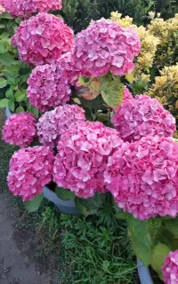 جذب نیروی کارگل و گیاه باسرایداری