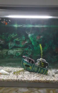 اکواریوم شرکتی