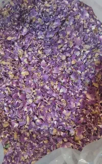 گل محمدی