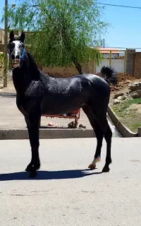 کره اسب کرد ،نریان ،نژاد کرد