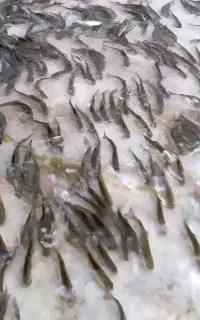 بچه ماهی قزل الا