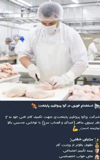 کار در شرکت بسته بندی مرغ و گوشت