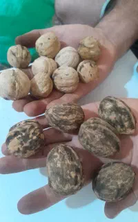گردو درجه یک