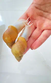 حلزون