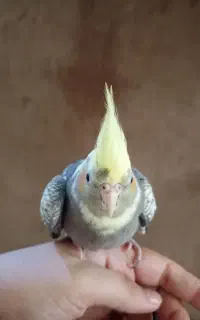 عروس هلندی نر گلباقالی