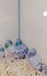 کبوتر المانی