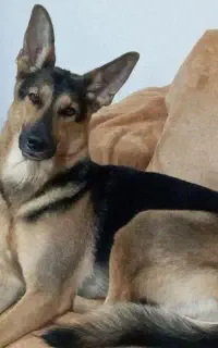 سگ ژرمن ماده