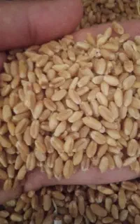 گندم چمران2کشت اول