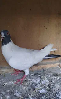 کبوتر