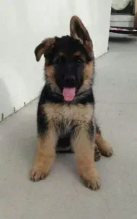 فروش توله ژرمن کینک سایز