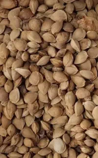 خریدار هسته میوه ها