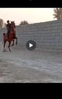 اسب مادیان