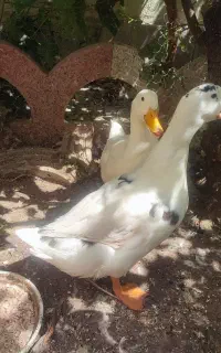 2 عدد اردک یکی نر و یکی ماده تخم گذار