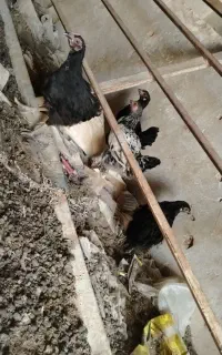 مرغ و خروس