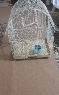 قفس