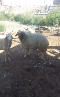 قوچ کردی 2 ساله
