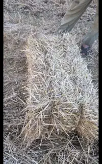 کاه کلش  بسته بندی