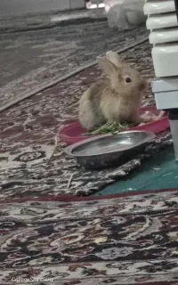 خرگوش لپ