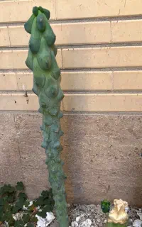 کاکتوس مانستر شوتی