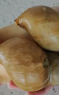 حلزون
