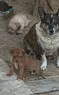 سگ پاکوتاه ماده