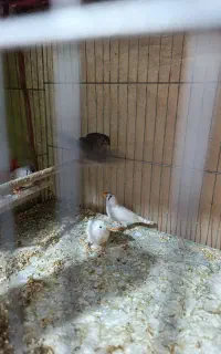 فنچ رو جوجه مرغ عشق گلبسر