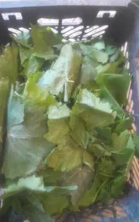خرید وفروش کشمش فخری برگ مو