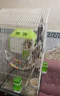 4عدد عروس با قفس