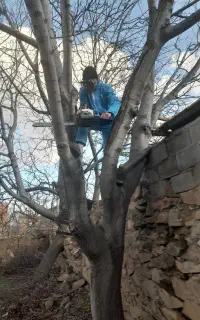هرس تخصصی درختان با قیمت مناسب